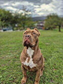 American bully XL - 7