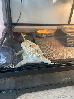 Terarium - 7
