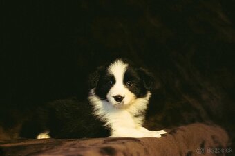 Border Kólia s PP - plánovaný vrh - šteniatka - 7