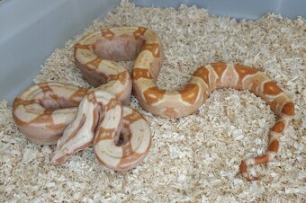 Boa imperator - Hypo Arabesque Keltic het Sharp Albino - 7