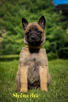 Belgický ovčiak Malinois ,,G” vrh - 7