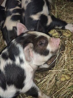 Kune kune - 7