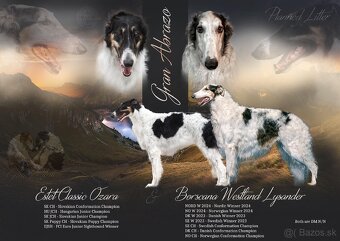 Ruský chrt Barzoj (borzoi) s PP - 7