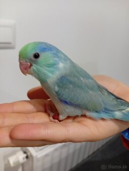 Forpus, papagájik šedokrídly - 7