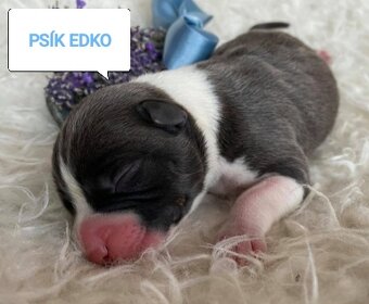 Šteniatka amerického pittbulla - 7