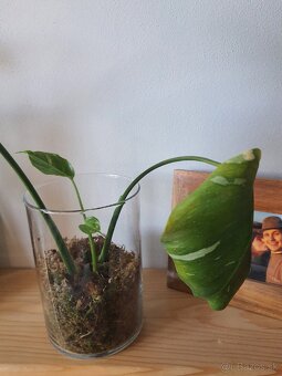 Odrezky monstera thai constellation - 7