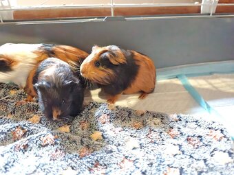 Morske prasiatko - 7