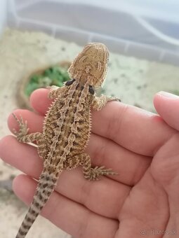 Agama bradatá - mláďatá - 7