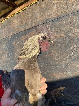 Ayam Cemani kohuti - 7