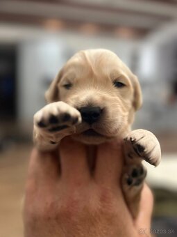 Šteniatka zlatý retriever - 7