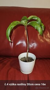 Baobab sadenice - 7
