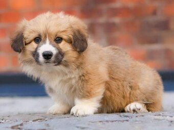 welsh corgi - 7