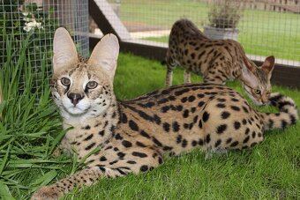 Serval stepny - 7