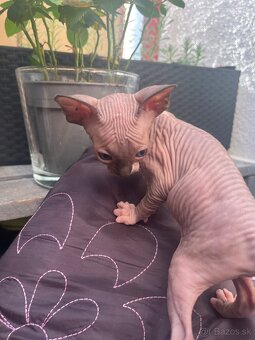 Mačička sphynx - 7