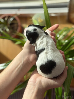 Havanský psík s PP - 7