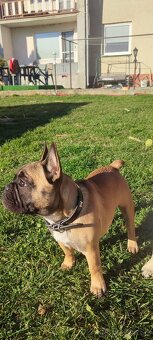 Francúzsky buldoček s PP - 7