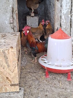 Nasadové vajíčka - 7