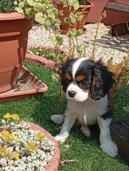 Cavalier, kavalier, cavalier king charles spaniel - 7