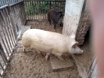 Durok prasa na zabitie 130kg - 7