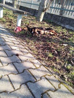 Darujem šteniatko psa - 7