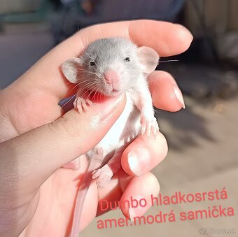 ❤ Exkluzívne dumbo, velveteen, rex potkaníky - 7
