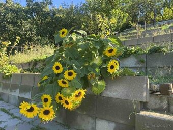 Záhrada 510m2 so záhradnou chatkou Lučenec - 7