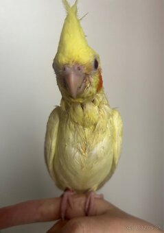 Ručné dokrmené korely - 7