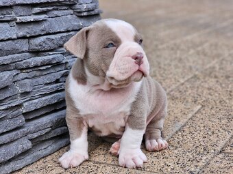 American bully - 7