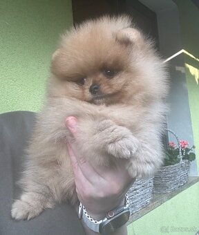 Pomeranian s pp FCI - 7