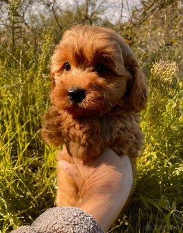 Maltipoo dark red - 7