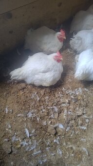 Predám brojlere - 7