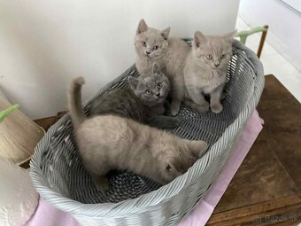 Britské modré mačiatka - 7