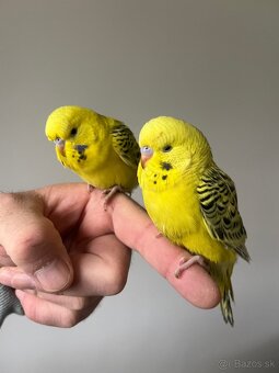 Andulka Maznačik - 7