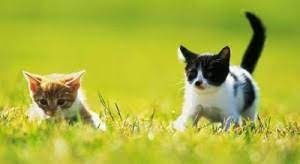 Venčenie domácich miláčikov - 7