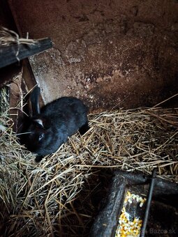 Nemecký obrovity strakač - 7