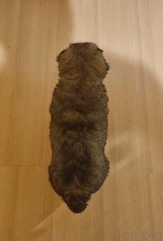 Darujem šteniatko - 7