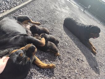 Predám rotvajlera - 7