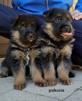 Nemecký ovčiak - 7