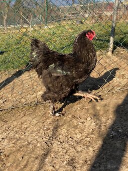 Predám kohútov Brahma veľká - 7