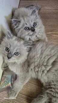Ragdoll Cherubim - 7
