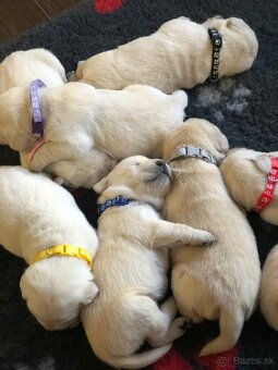 Labrador retriever - 7