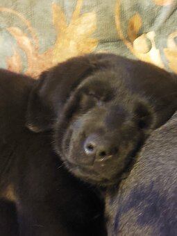Šteniatka labradora - 7