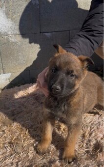 Belgický ovčiak- Malinois - 7