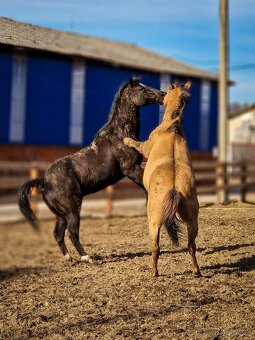 American quarter horse/ aqh - 7