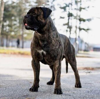 Bullmastiff Steniatko - 7