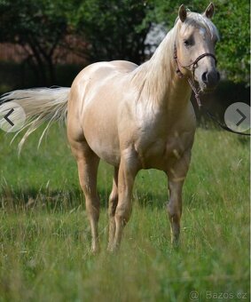 Appaloosa klisna - 7
