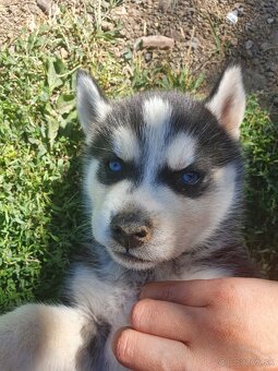 Šteniatka sibirský husky - 7