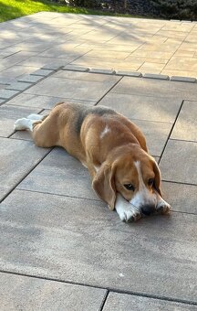 Beagel Bigl - 7