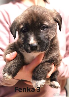 Stredoazijsky ovčiak - 7