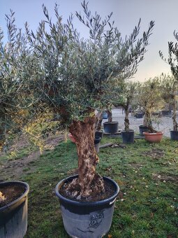 Olivovník europea - 7